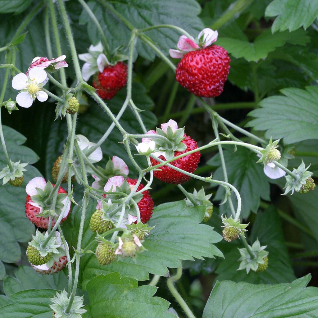 Fragola Mignonette