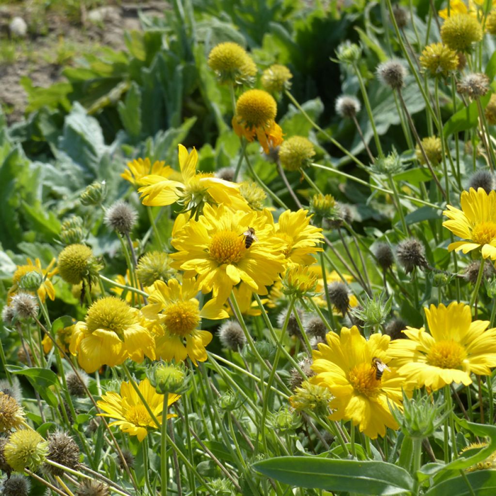 Gaillardia grandiflora Aurea Pura (semi)