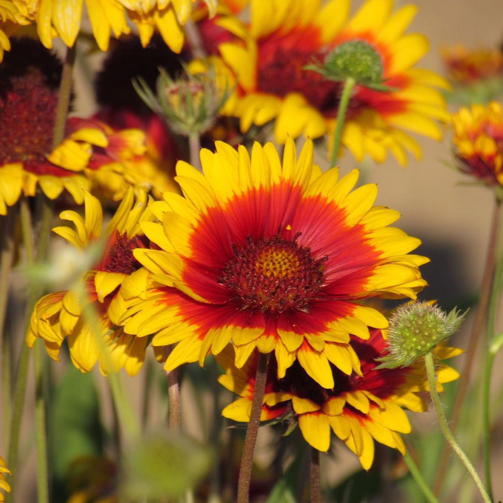 Gaillardia grandiflora Torchlight, Fackelschein