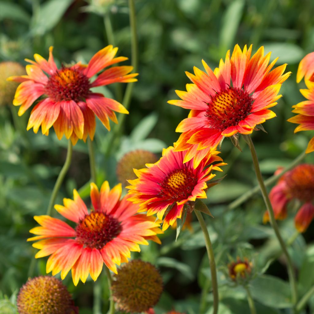 Gaillardia aristata