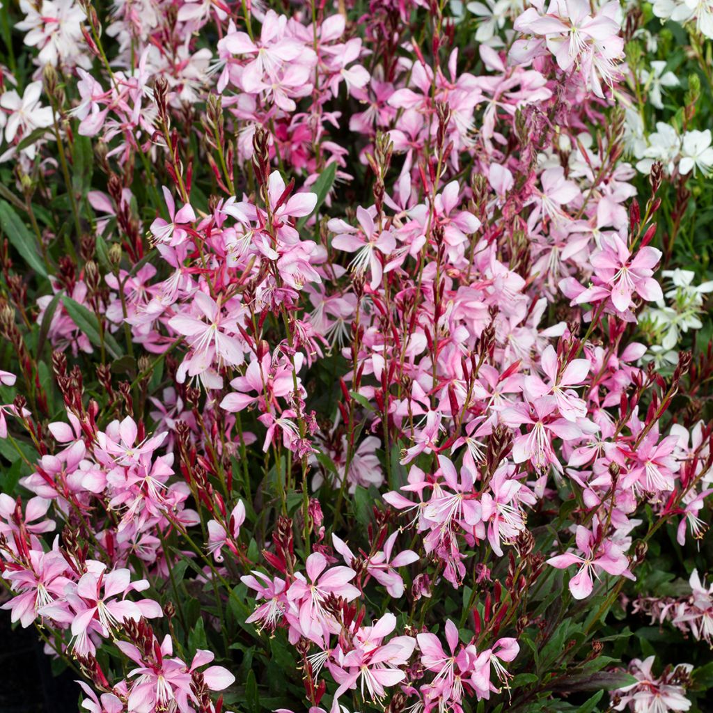 Gaura Emmeline Pink Bouquet