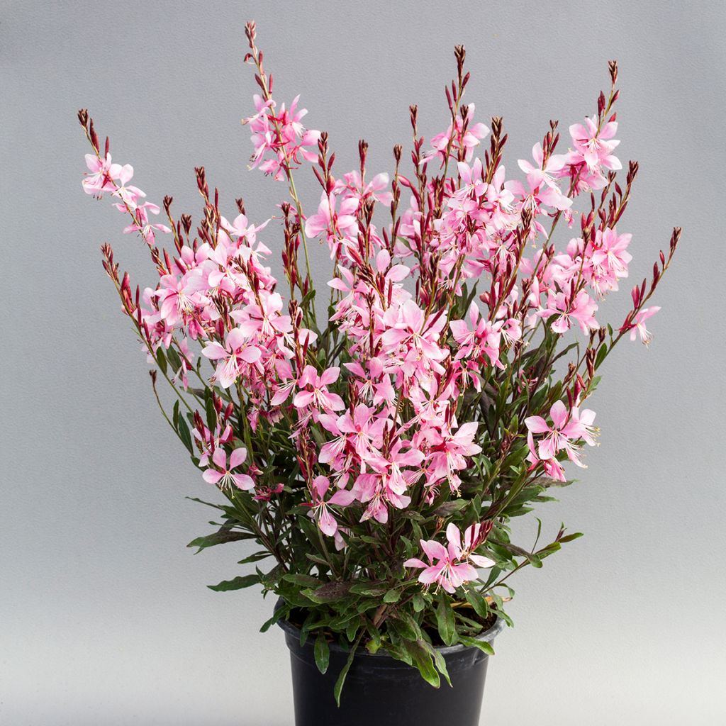 Gaura Emmeline Pink Bouquet