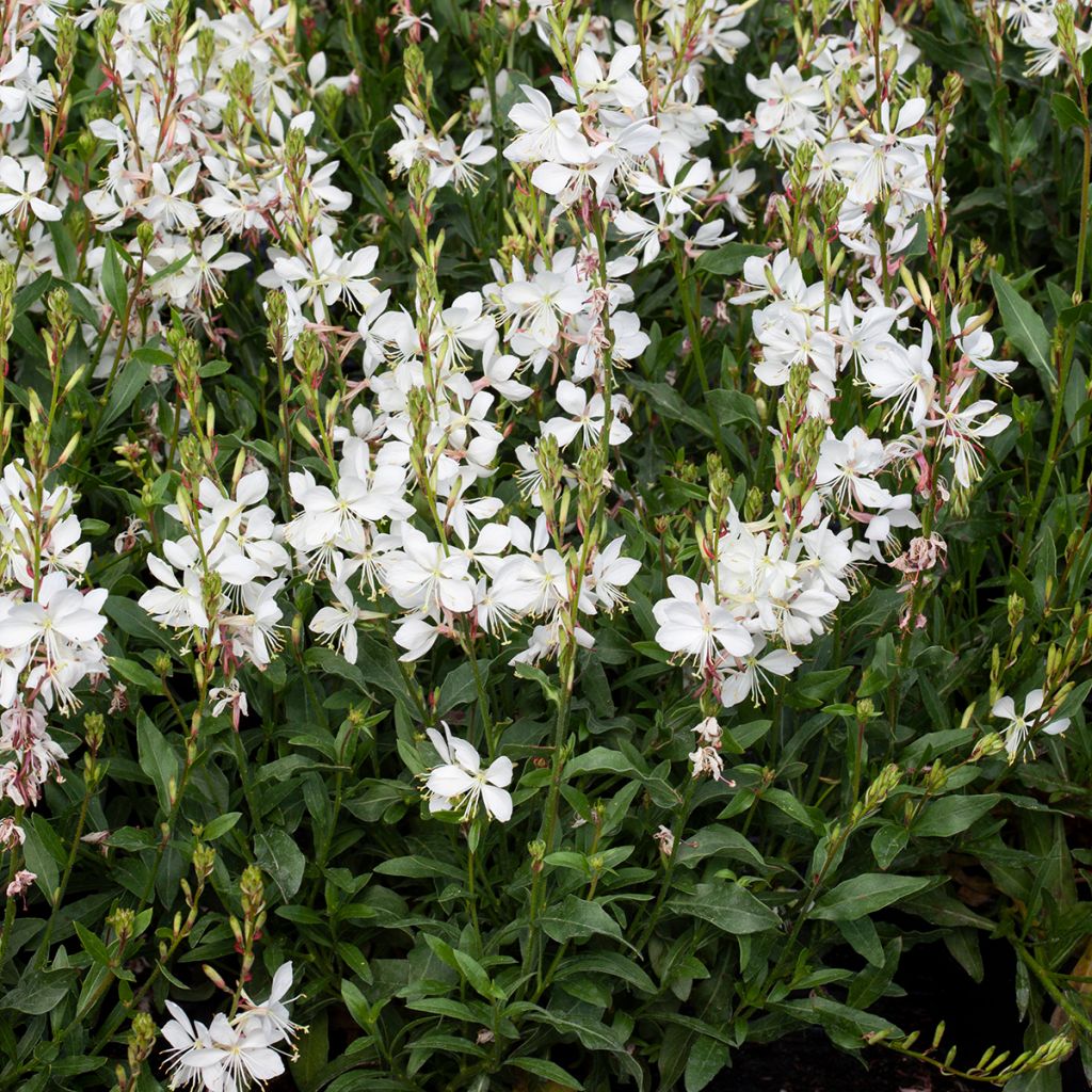 Gaura Emmeline White