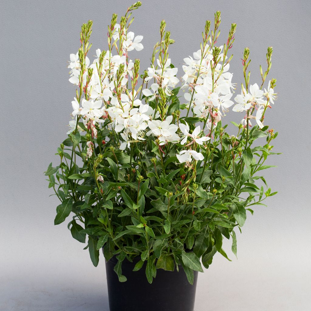 Gaura Emmeline White