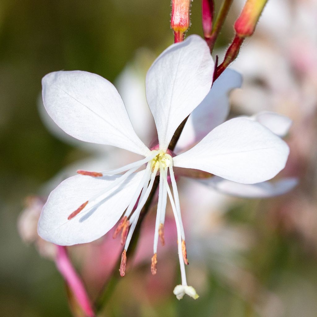 Gaura Emmeline White