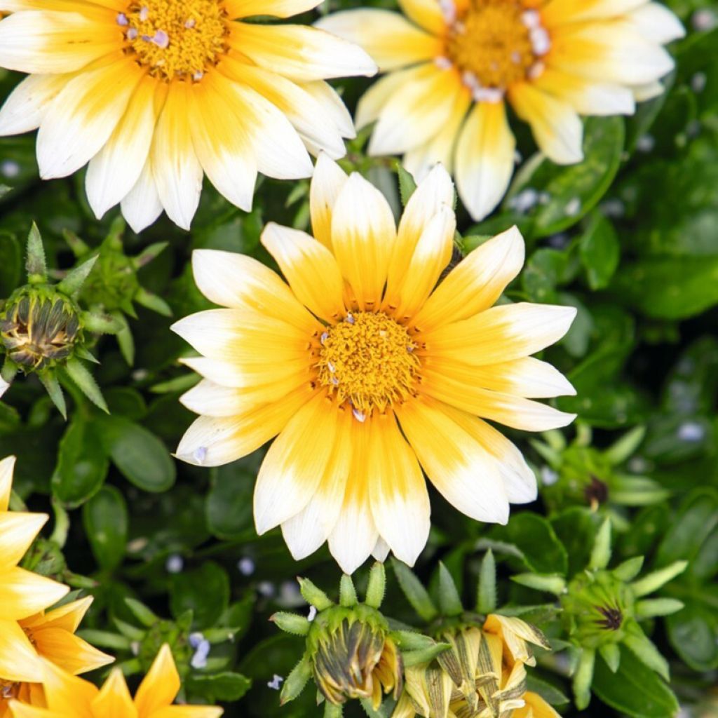 Gazania rigens Zany F1 Sunny Side Up - Gazania del Capo