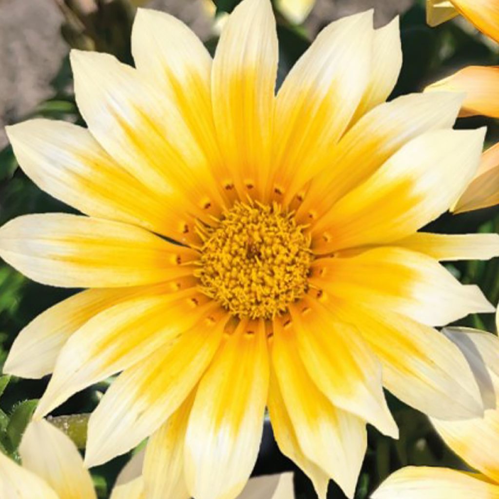 Gazania rigens Zany F1 Sunny Side Up - Gazania del Capo