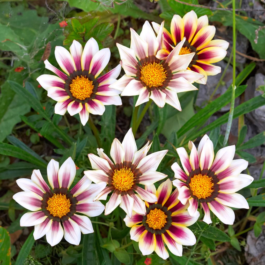 Gazania rigens Tiger Stripes Mixed - Gazania del Capo