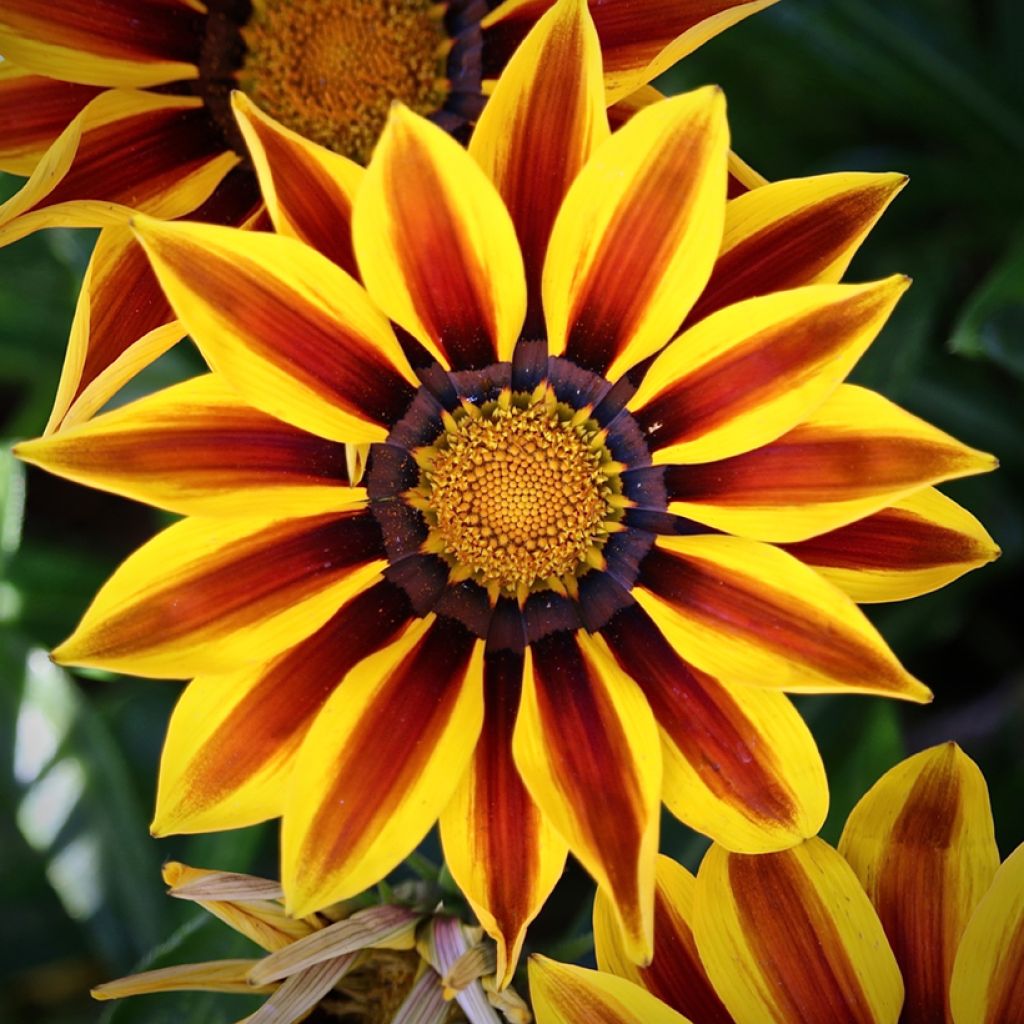 Gazania rigens Tiger Stripes Mixed - Gazania del Capo