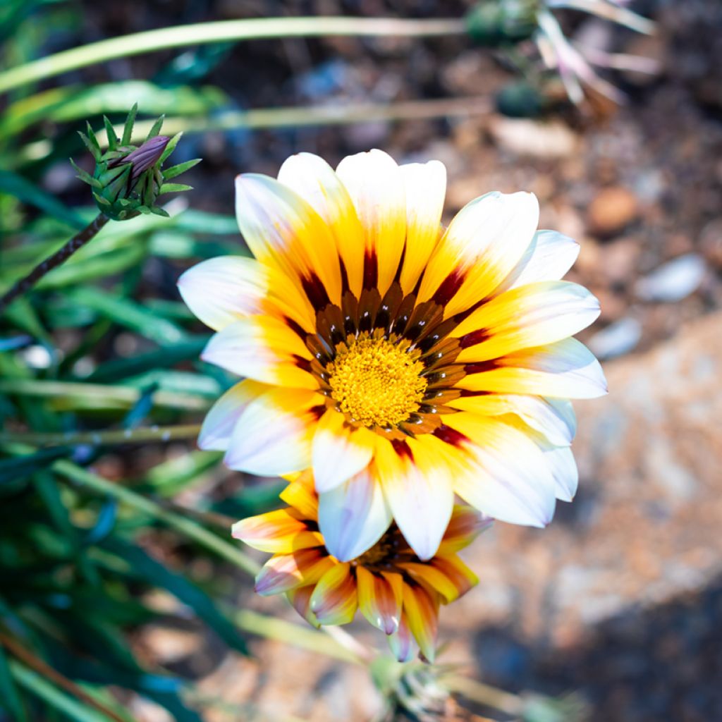 Gazania rigens Tiger Stripes Mixed - Gazania del Capo