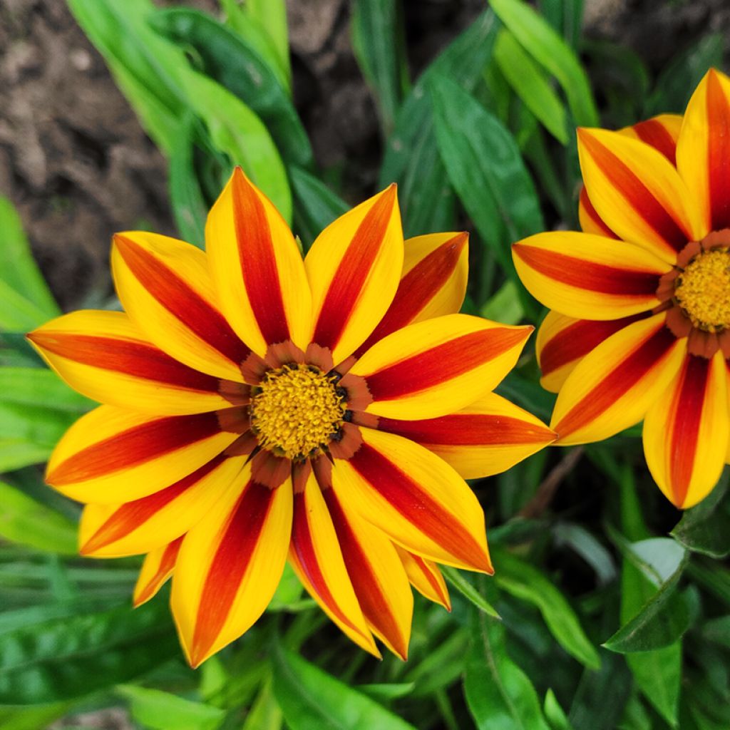 Gazania rigens Tiger Stripes Mixed - Gazania del Capo