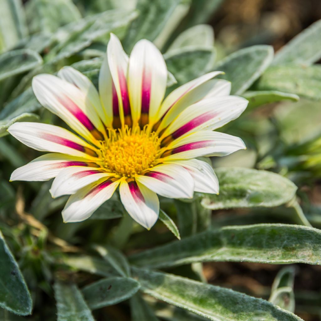 Gazania rigens Tiger Stripes Mixed - Gazania del Capo