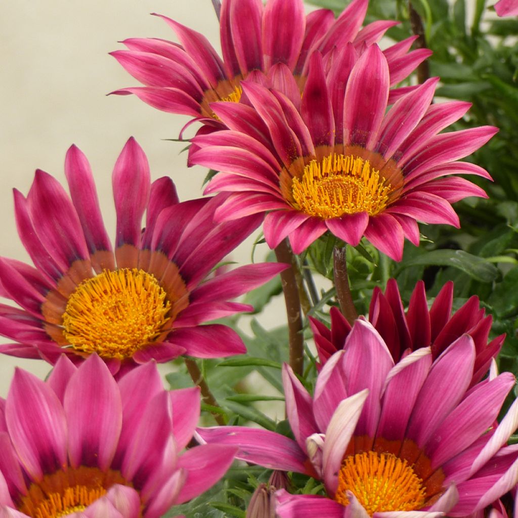 Gazania rigens Zany F1 Pink (semi) - Gazania del Capo