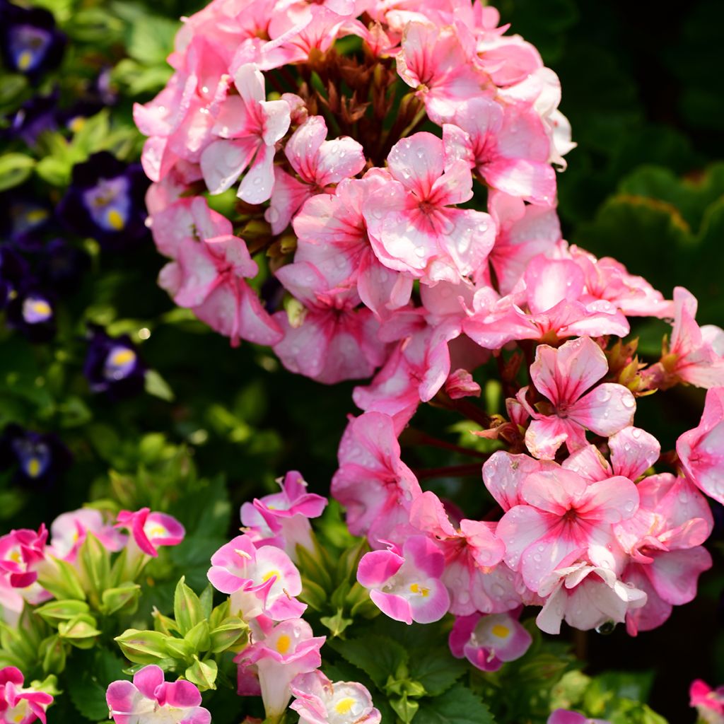 Pelargonium New Star F1 Hybrid