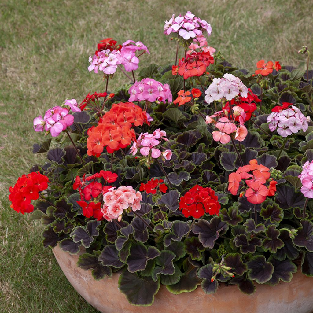 Pelargonium Horizon Shadow Mix F1