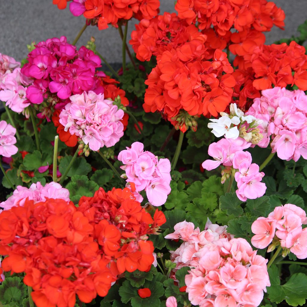 Pelargonium Horizon Shadow Mix F1