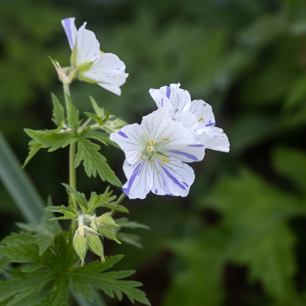 Geranium pratense Splish Splash (semi) - Geranio dei prati