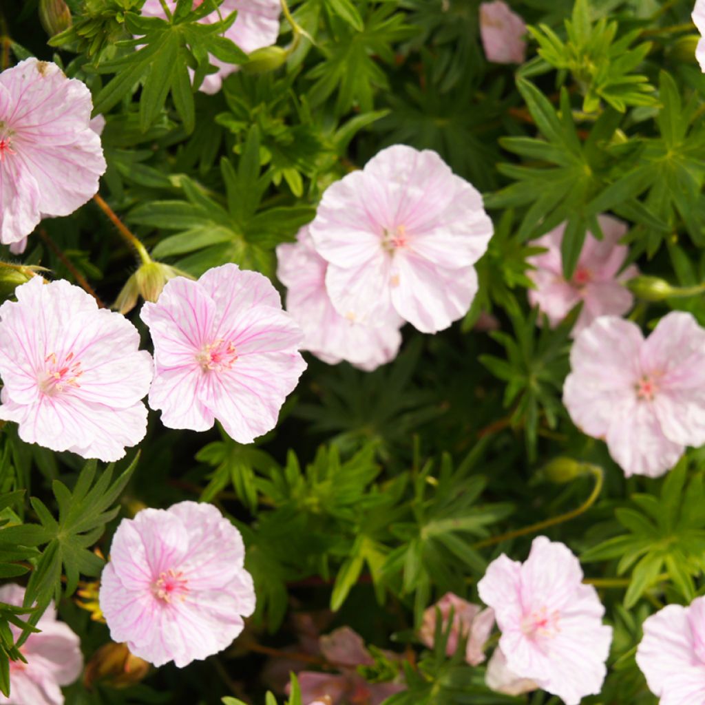 Geranium sanguineum Vision Pink (semi) - Geranio sanguigno