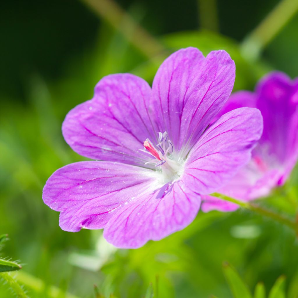 Geranium sanguineum Vision Violet (semi) - Geranio sanguigno