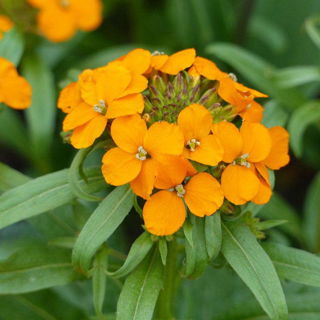 Erysimum x allionii Orange