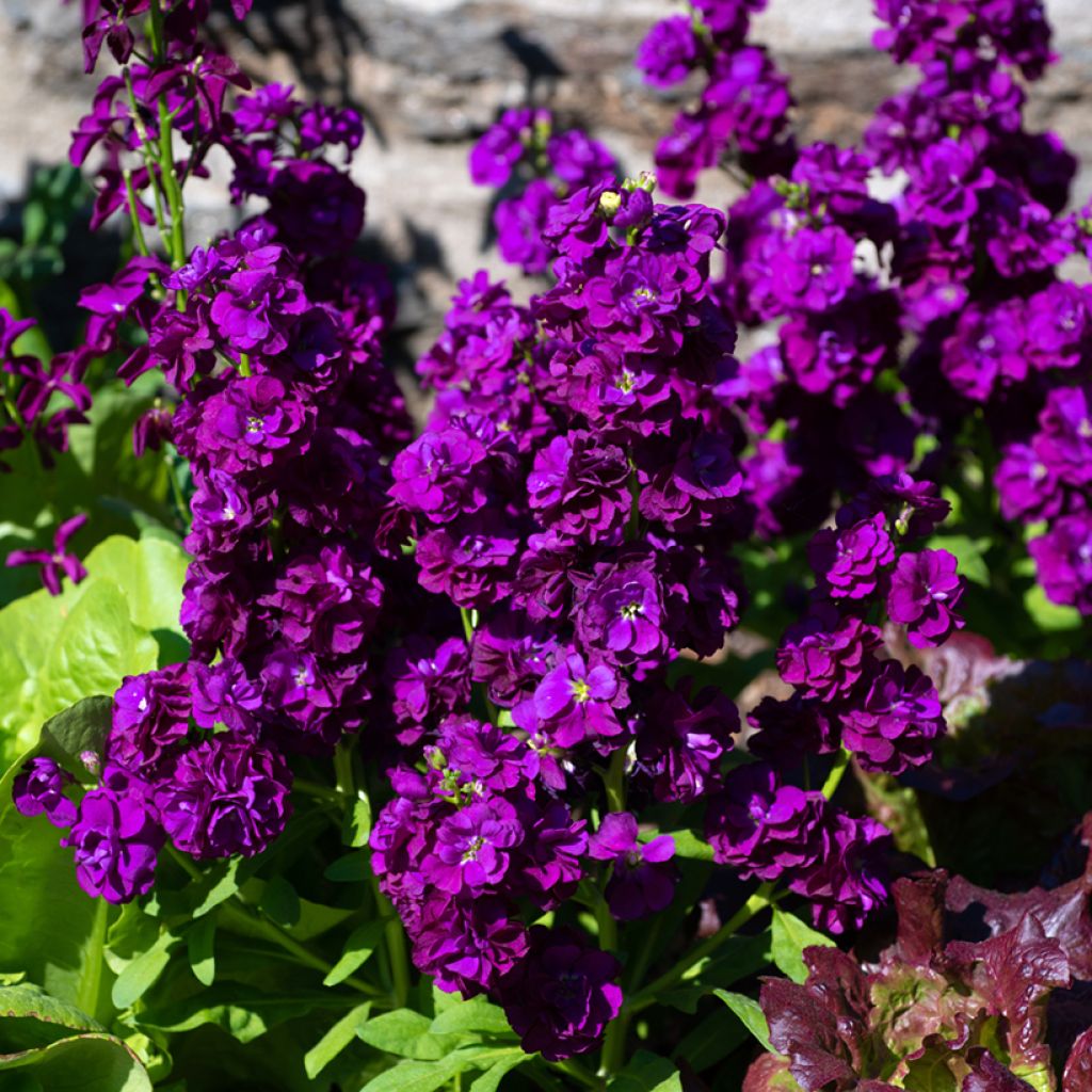 Matthiola incana Anytime Deep Purple (semi) - Violaciocca rossa