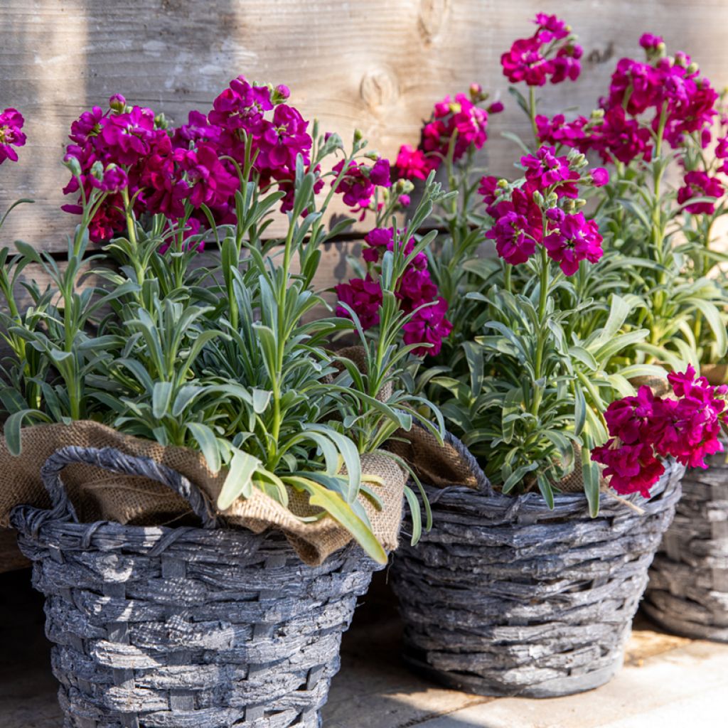 Matthiola incana Anytime Red (semi) - Violaciocca rossa