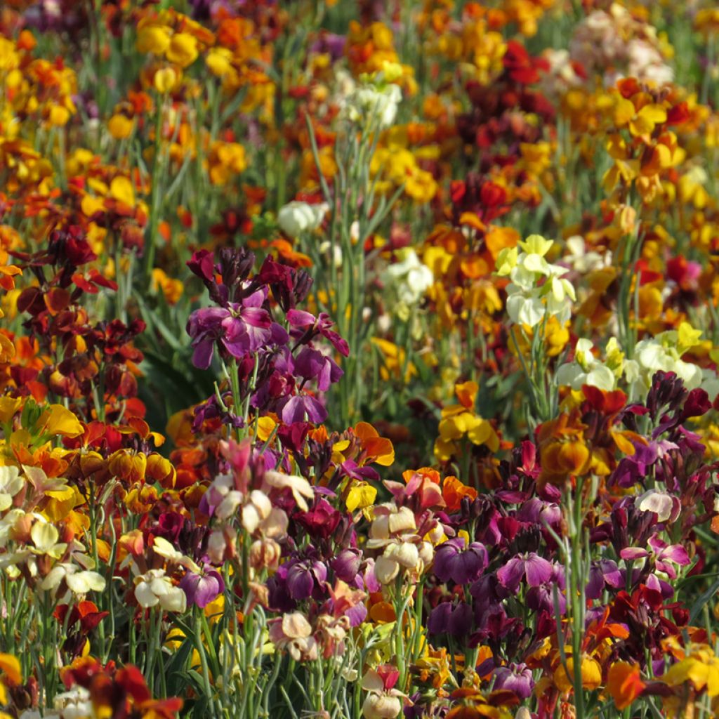 Erysimum - Violaciocca