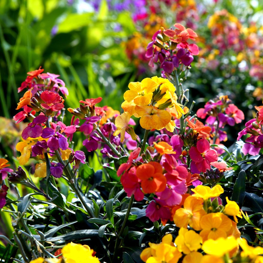 Erysimum - Violaciocca