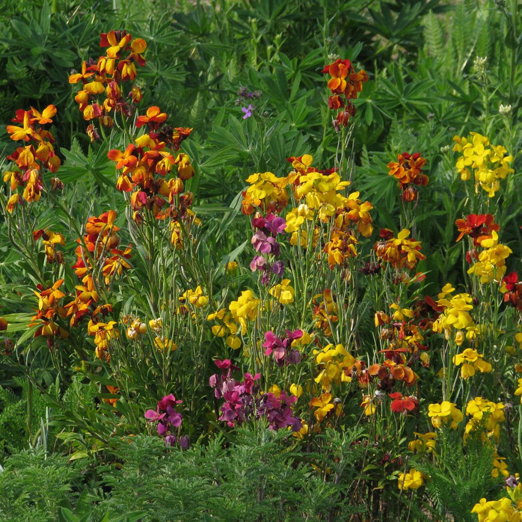 Graines de Giroflée ravenelle des jardins haute en mélange - Cheiranthus cheiri 