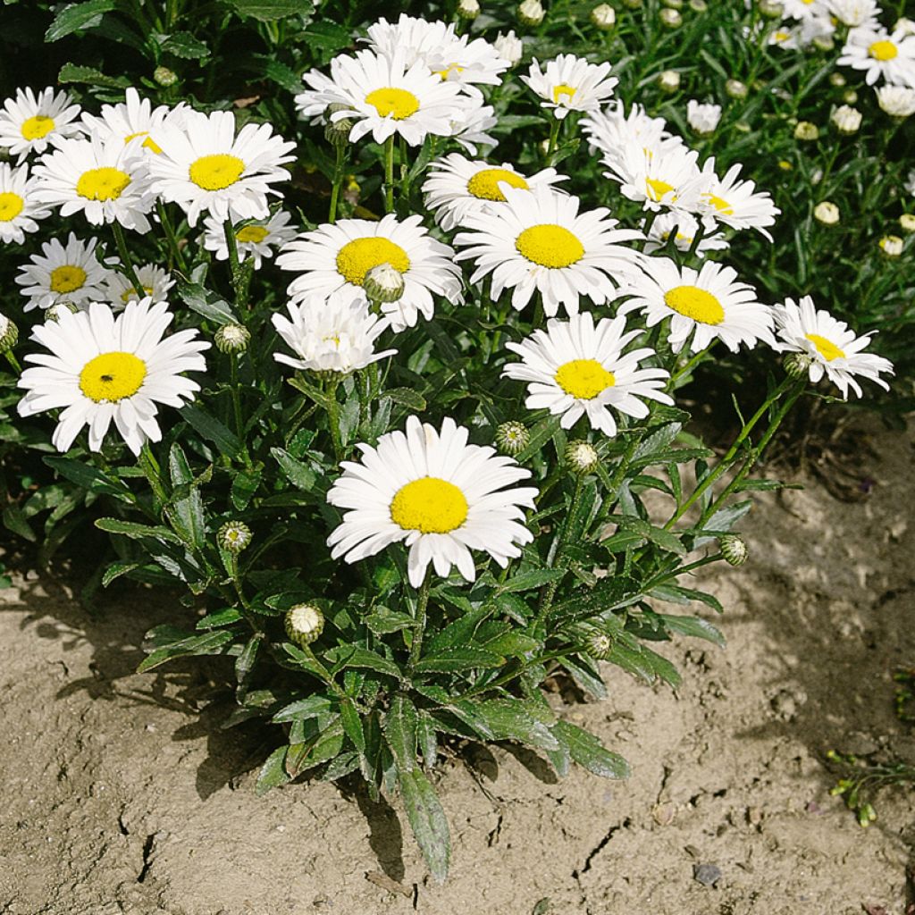 Leucanthemum superbum Silver Princess (semi) - Margherita