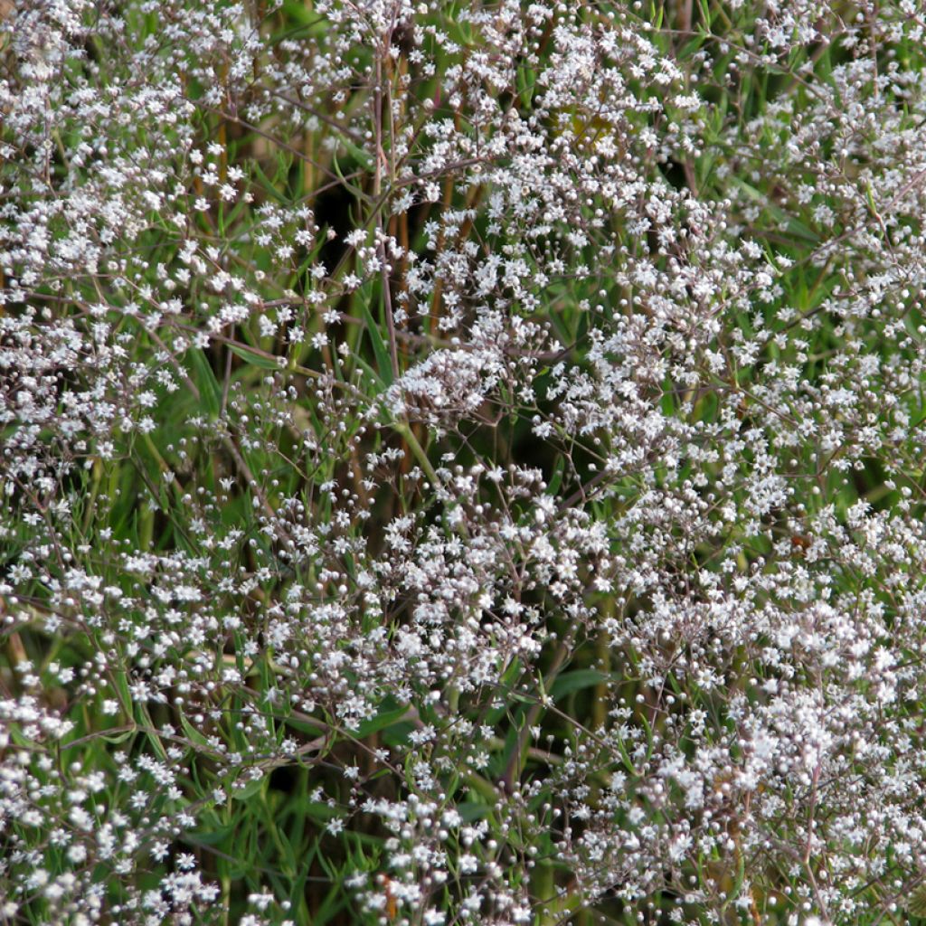 Gypsophila paniculata