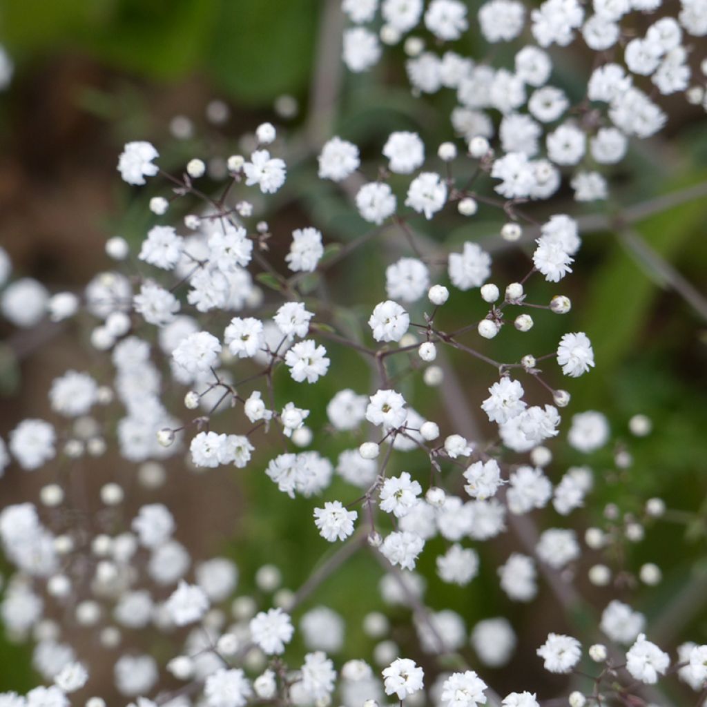 Gypsophila paniculata Snowflake (semi)