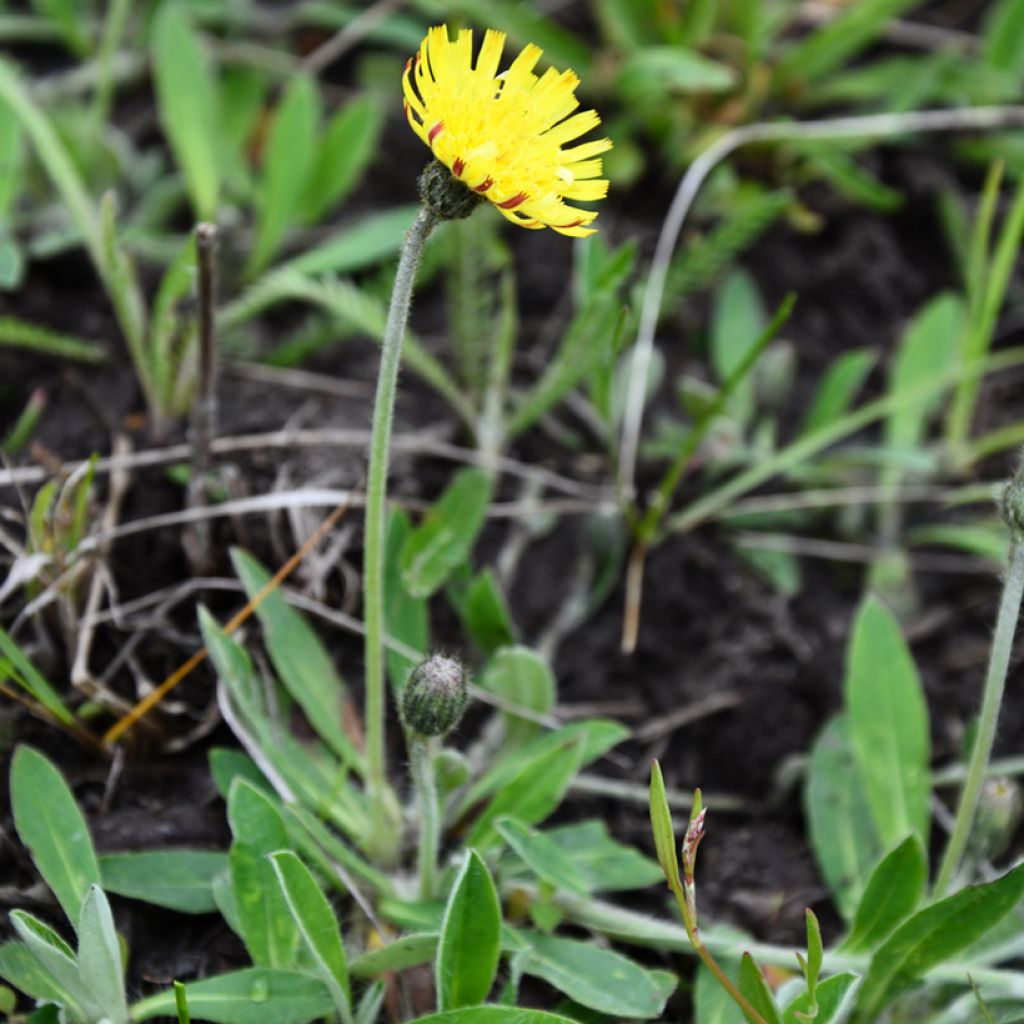 Hieracium pilosella - Pilusela