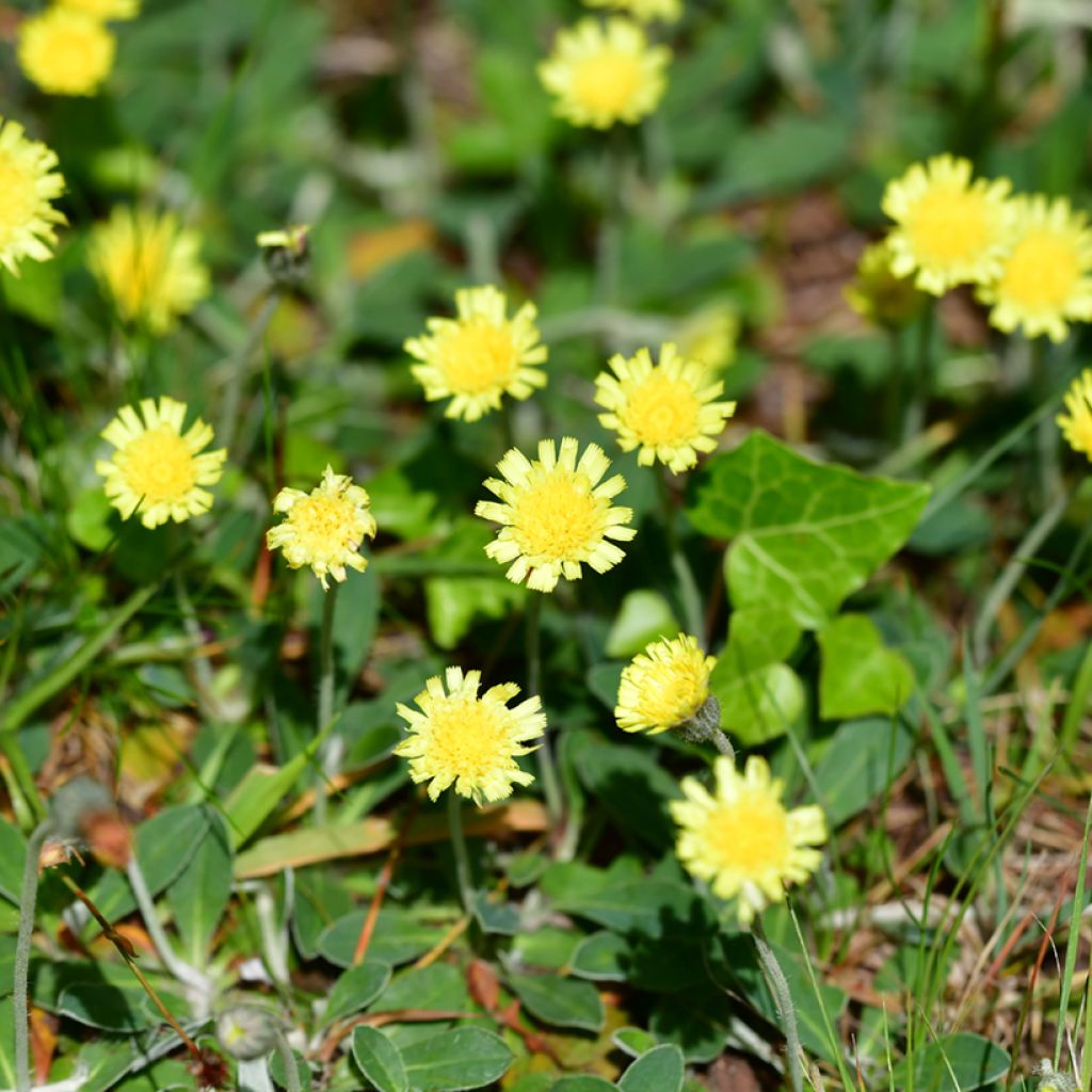 Hieracium pilosella - Pilusela