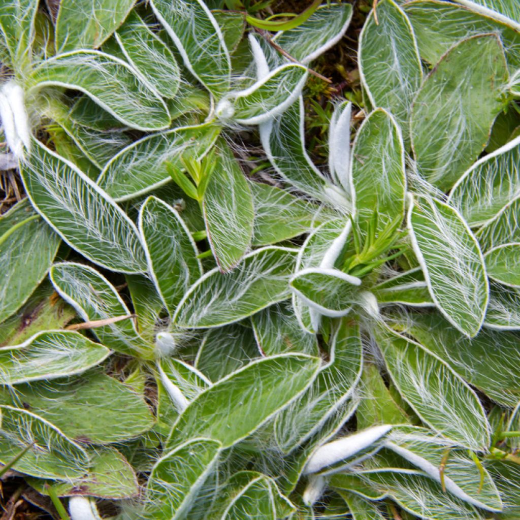 Hieracium pilosella - Pilusela