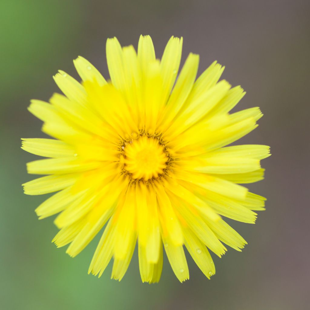 Hieracium pilosella - Pilusela