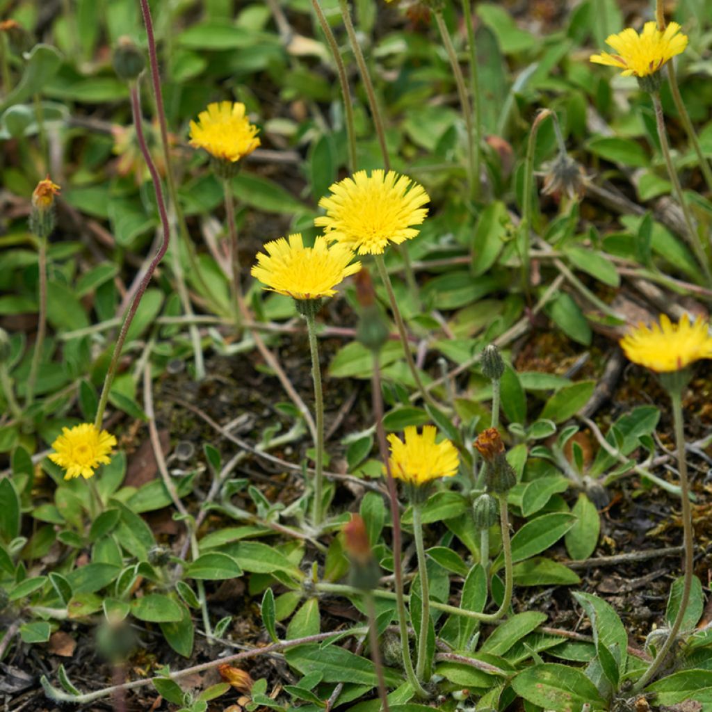 Hieracium pilosella - Pilusela