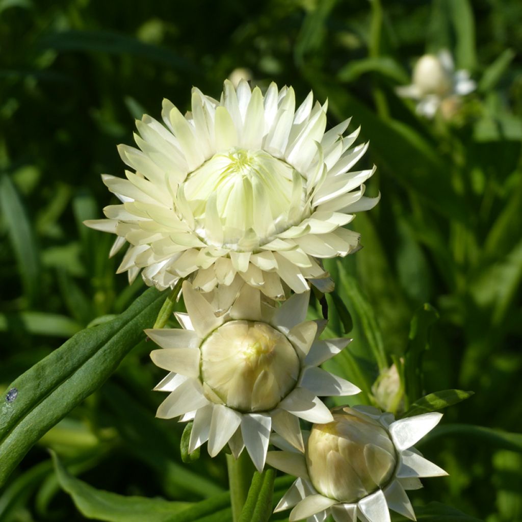 Helichrysum bracteatum Creamy White (semi) - Elicriso lucido