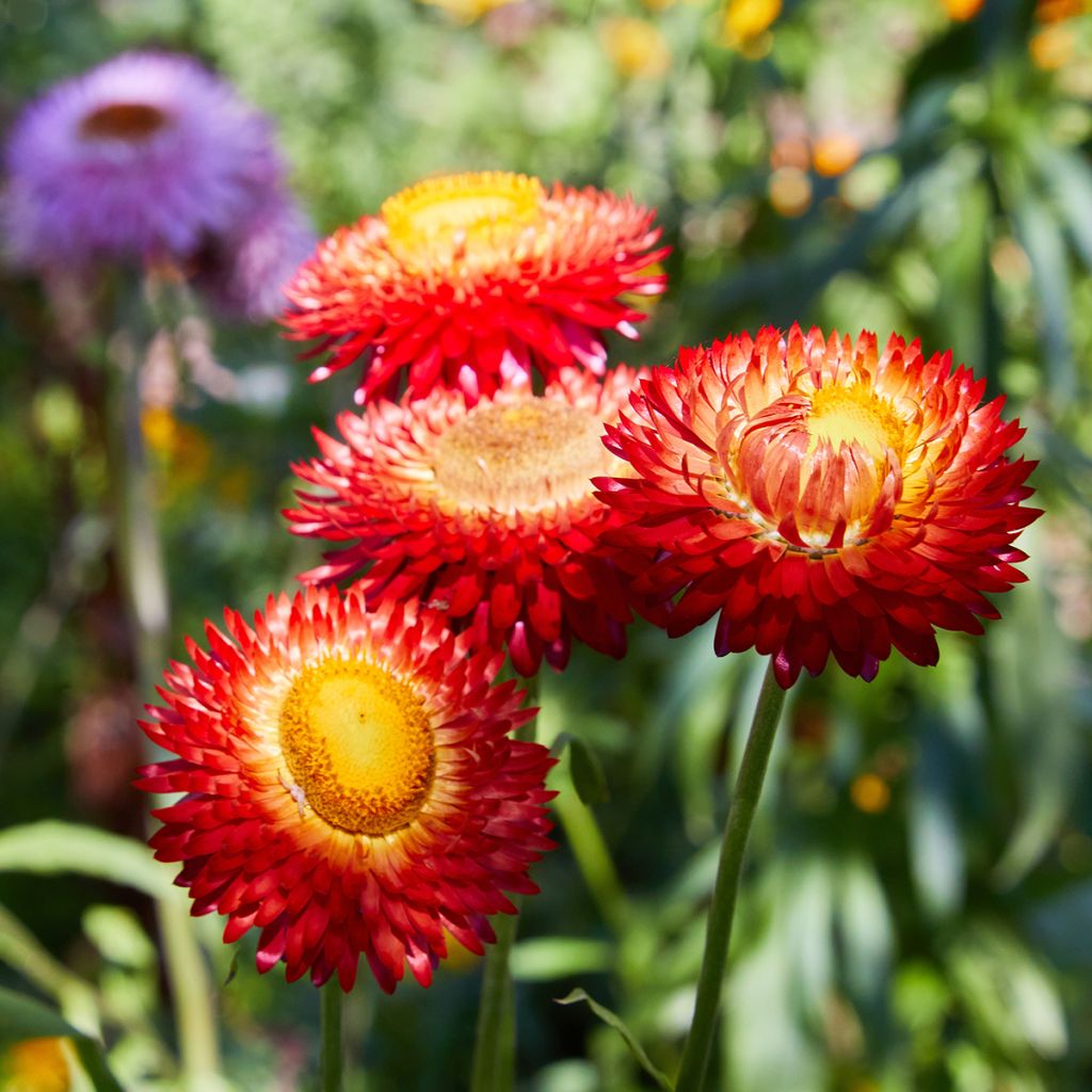 Helichrysum bracteatum Fireball Bio - Elicriso lucido