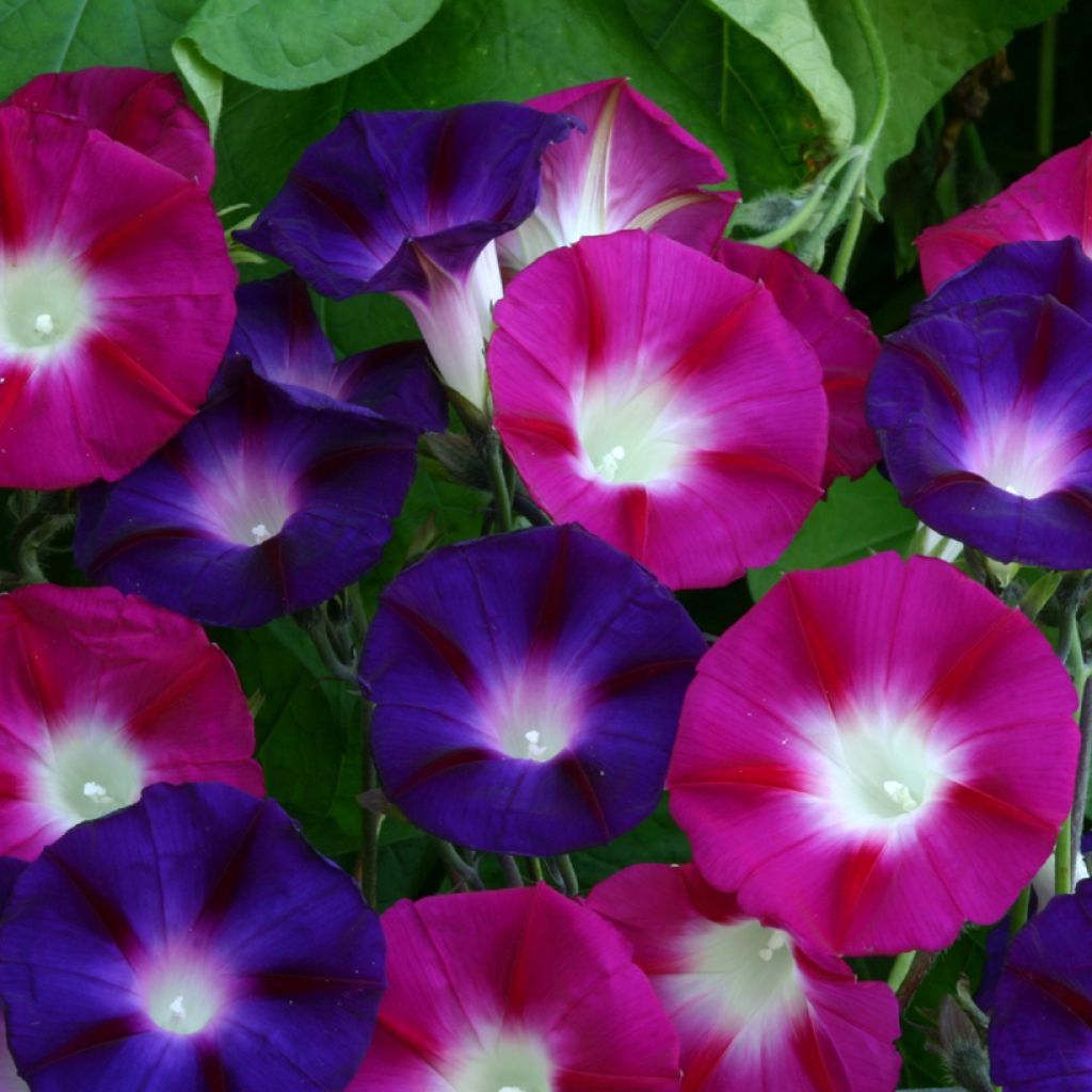 Ipomoea purpurea Bohemian Shades - Campanella turchina