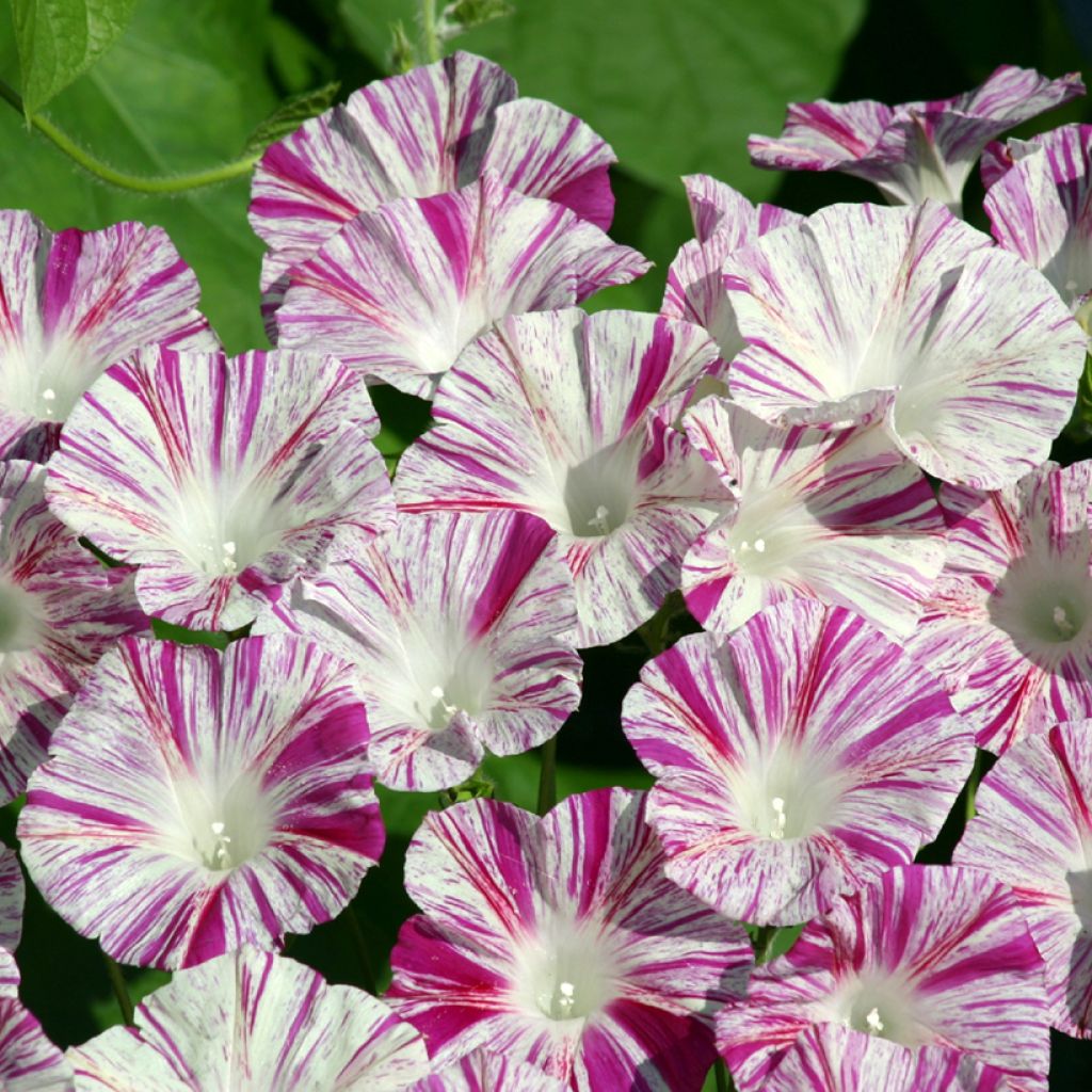 Ipomoea purpurea Venice Pink - Campanella turchina