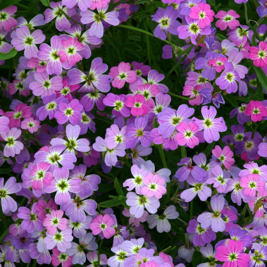 Malcolmia maritima Spring Sparkle