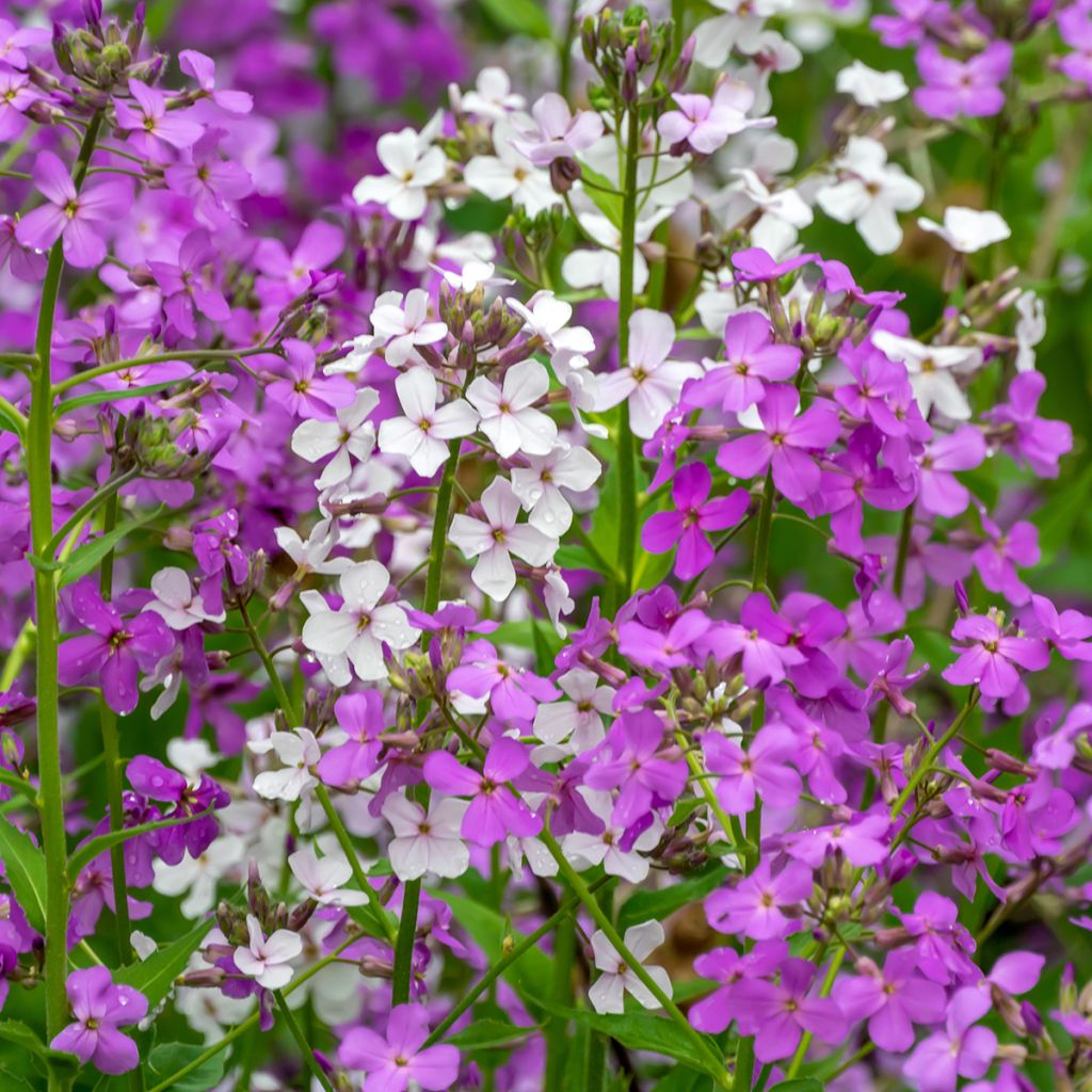 Hesperis matronalis Mix - Violaciocca antoniana