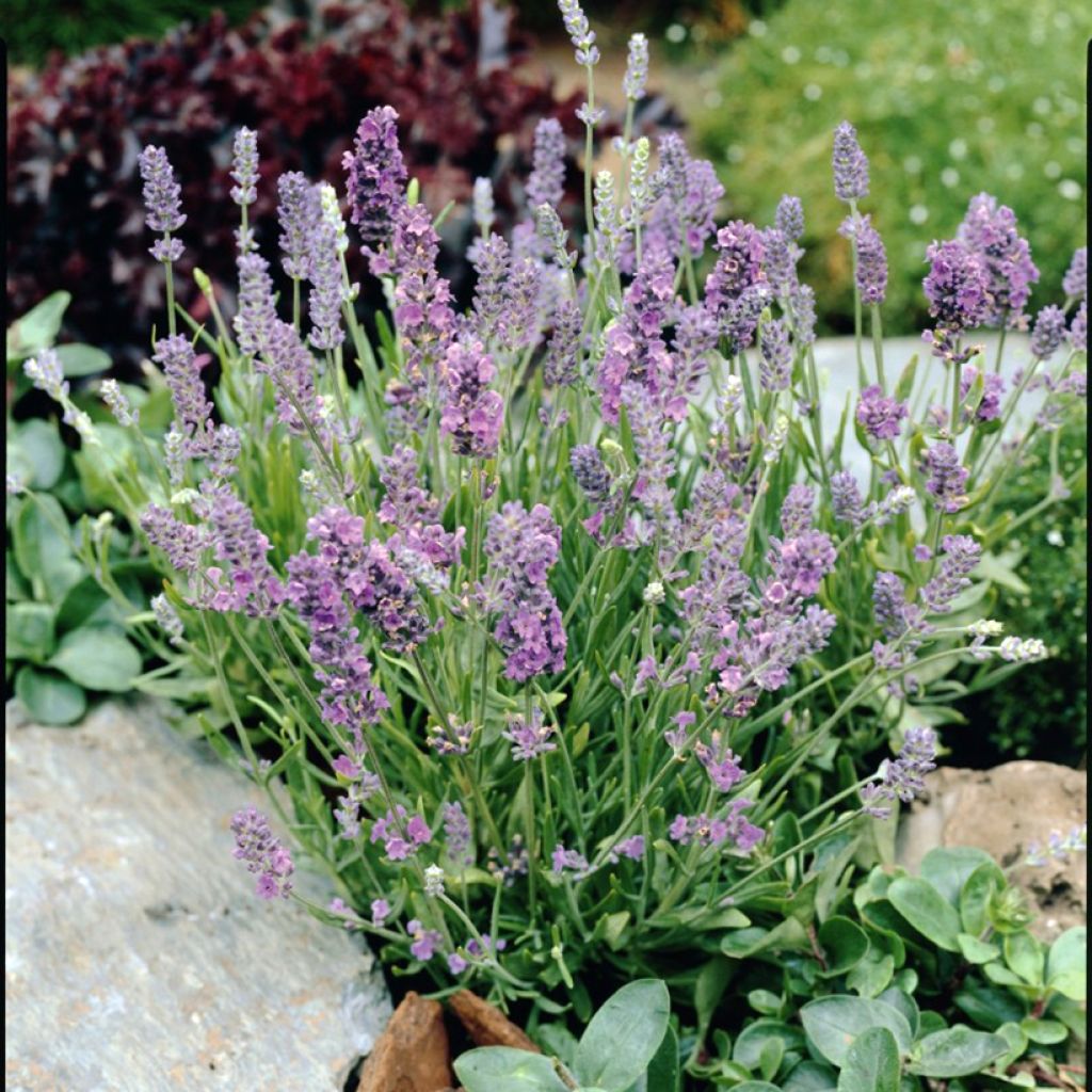 Lavandula angustifolia Ellagance Sky - Lavanda vera