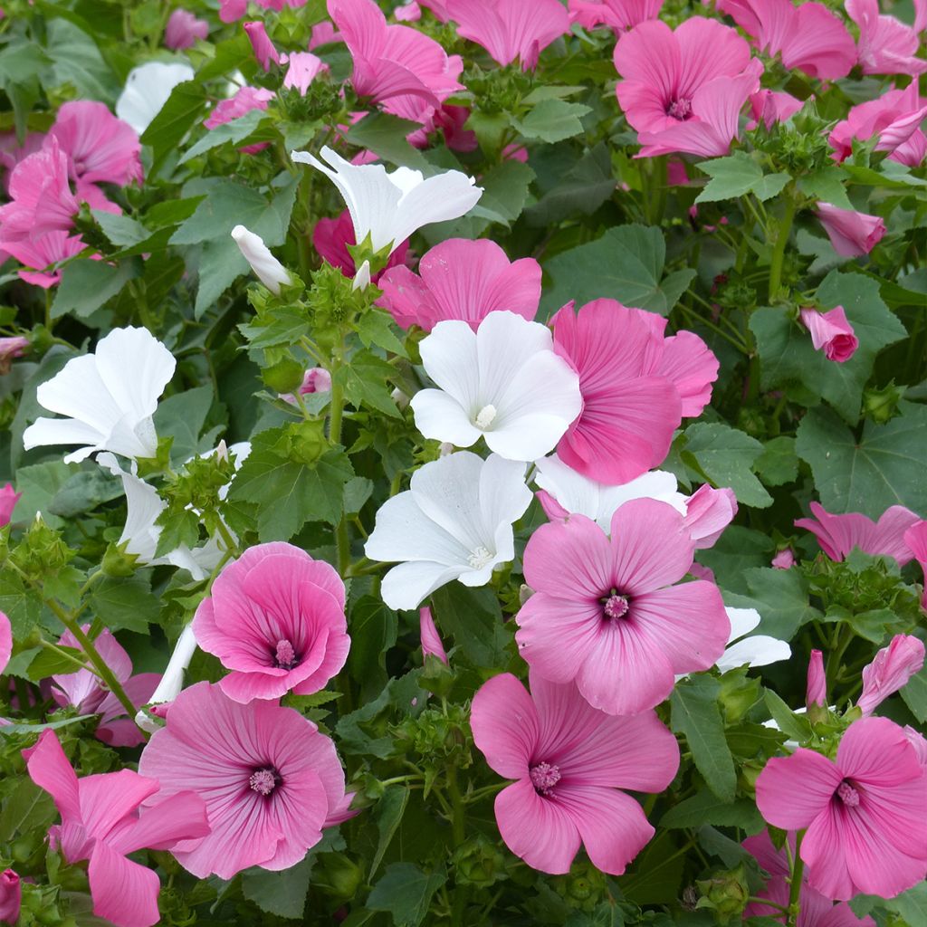 Lavatera trimestris Compact Mix - Malva regina