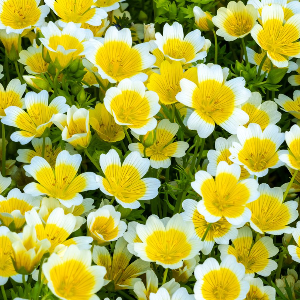 Limnanthes douglasii