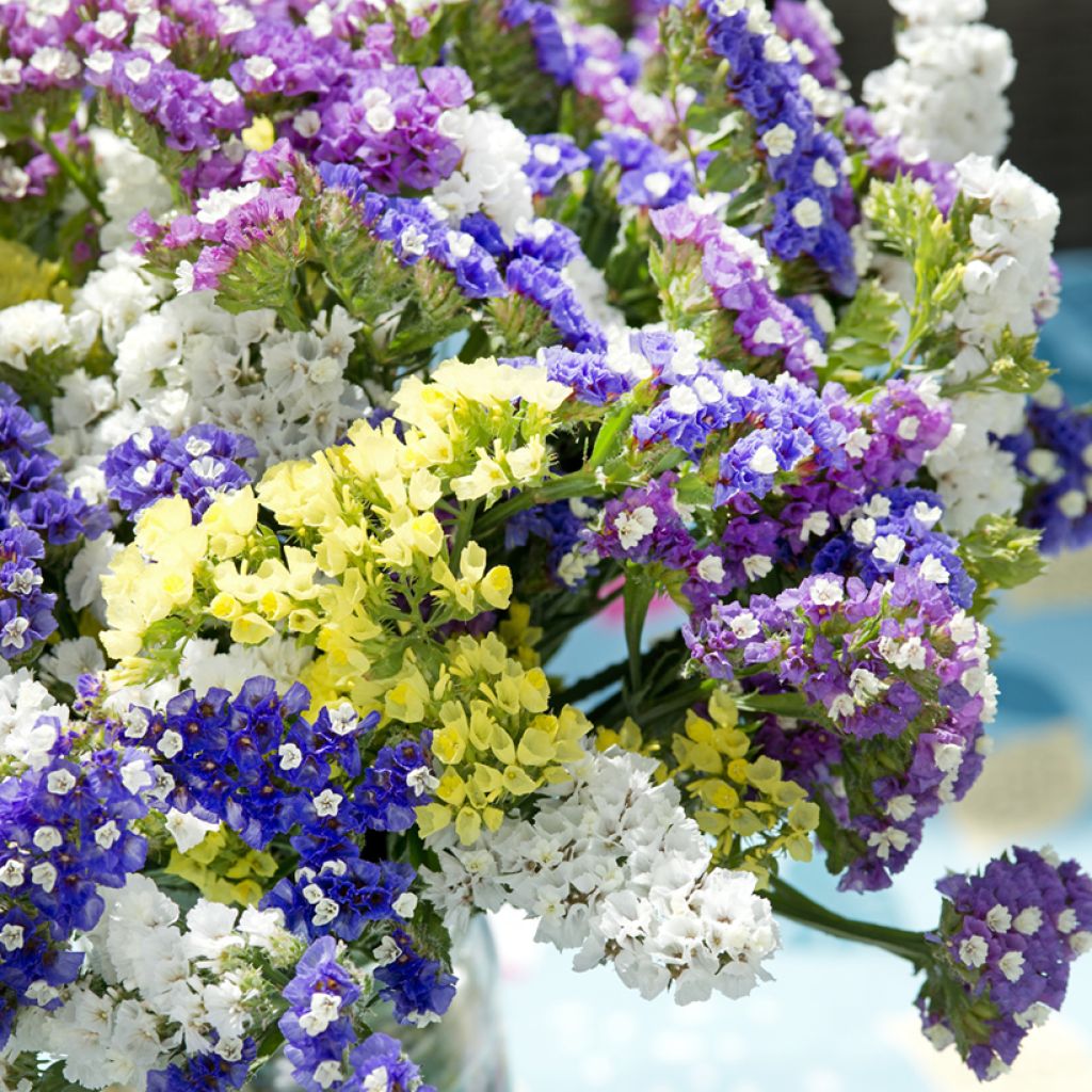 Limonium sinuatum Forever Mixed - Statice