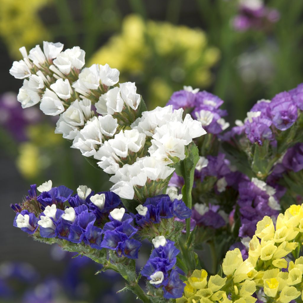 Limonium sinuatum Forever Mixed - Statice