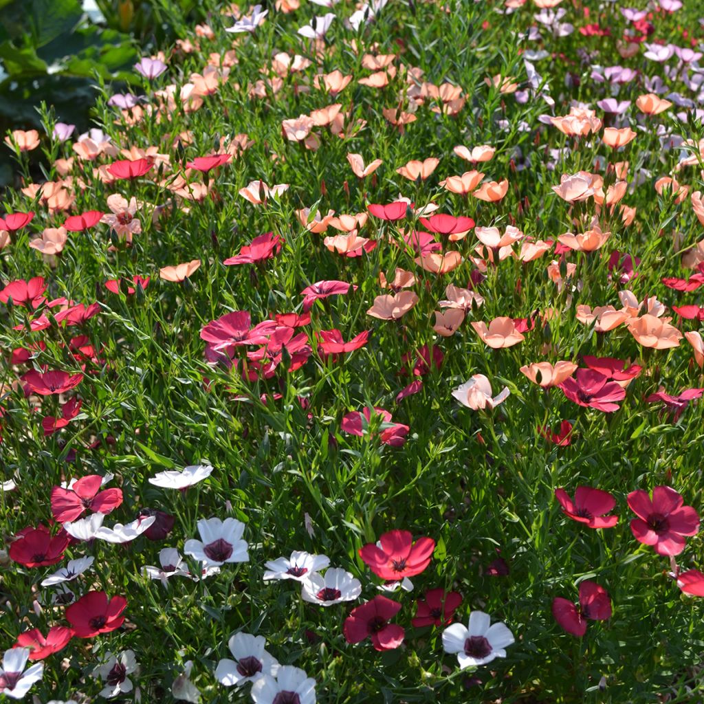 Linum grandiflorum Charmer Mix - Lino scarlatto