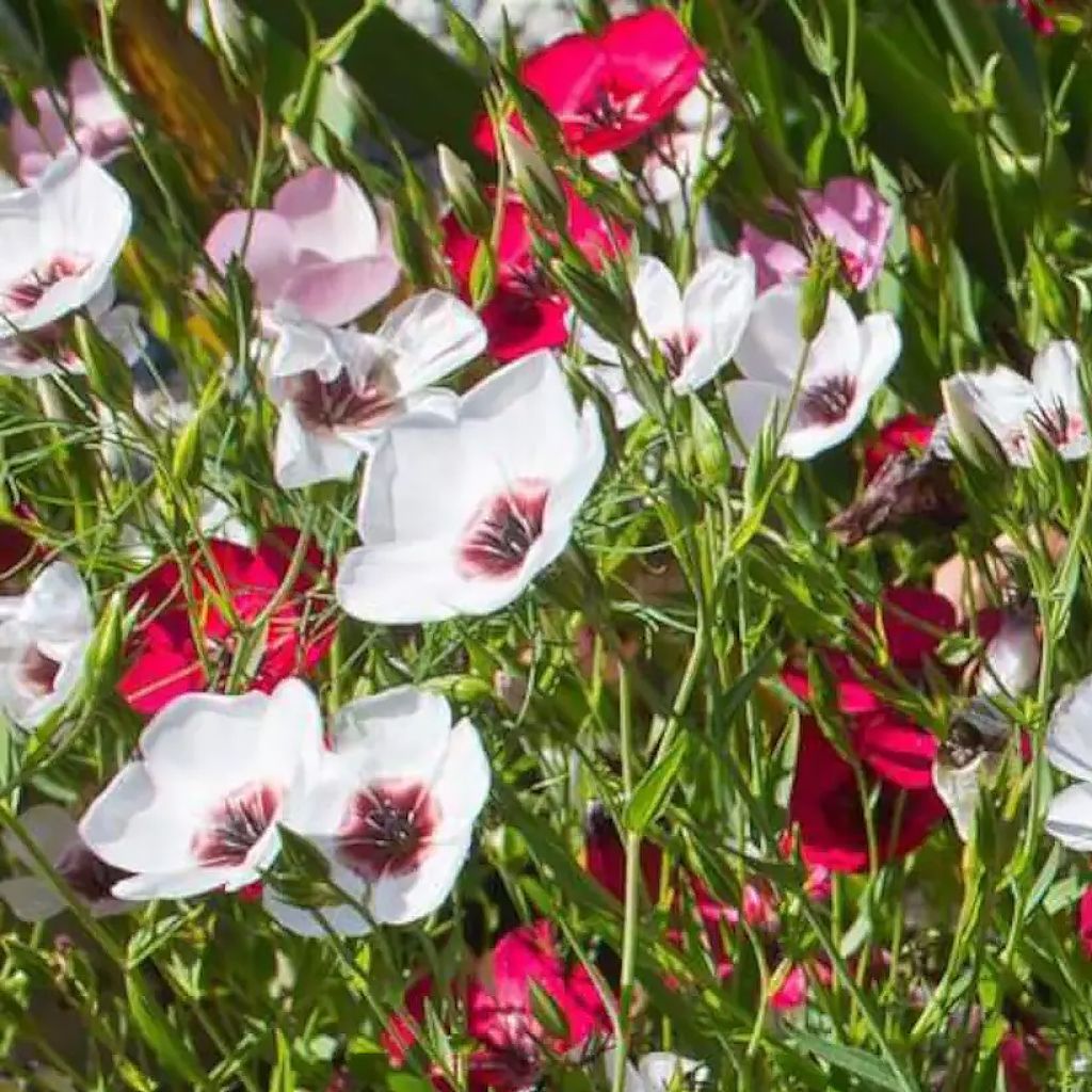 Linum grandiflorum Charmer Mix - Lino scarlatto